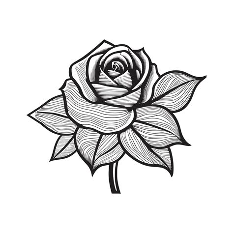 Roses hand drawn pencil sketch, coloring page, and book, Rose flower ...