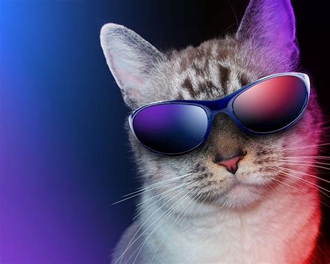 Cat with Sunglasses Wallpapers - Top Free Cat with Sunglasses ...