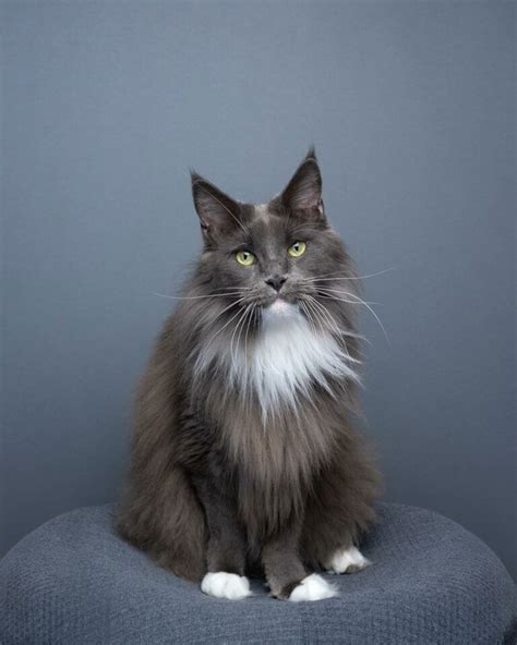 19 Maine Coon Cat Photos That Will Wow You