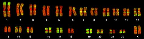 Polyploid Karyotype