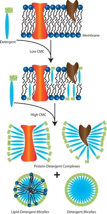 Importance of detergent micelle levels in membrane protein purification