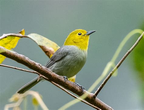 Yellow-headed Warbler - Owen Deutsch Photography