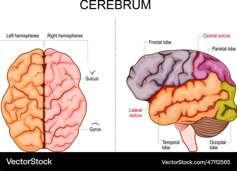 The Cerebrum Lobes Vasculature TeachMeAnatomy, 49% OFF