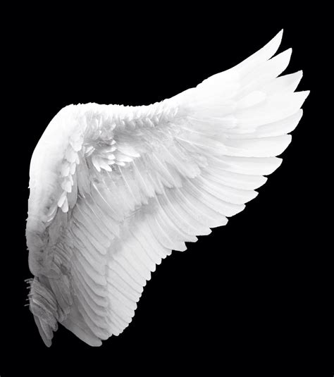 Angel wings 3d model free download - gigsno