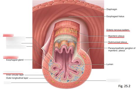 Tissue Layers of the Digestive Tract Diagram | Quizlet