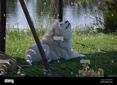 South africa safari animals hi-res stock photography and images - Alamy