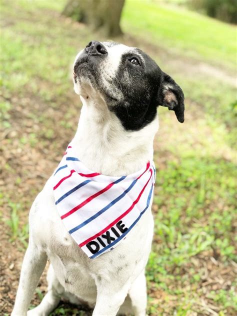 DIY Personalized Dog Bandanas in 15 Minutes