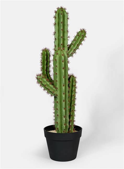 28in Candelabra Cactus Plant