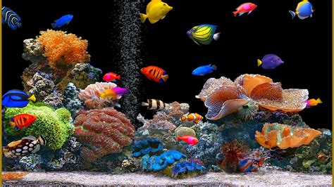 Beautiful Fish Wallpaper 10255 #7033361