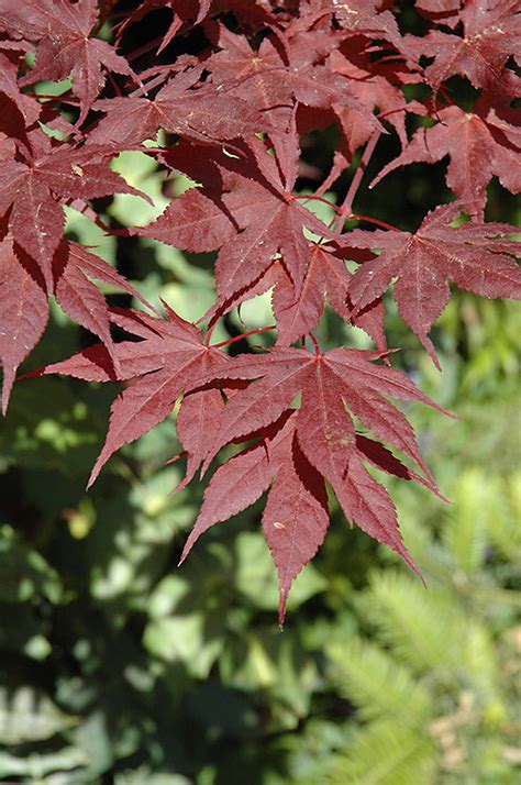 Purple Ghost Japanese Maple (Acer palmatum 'Purple Ghost') in ...