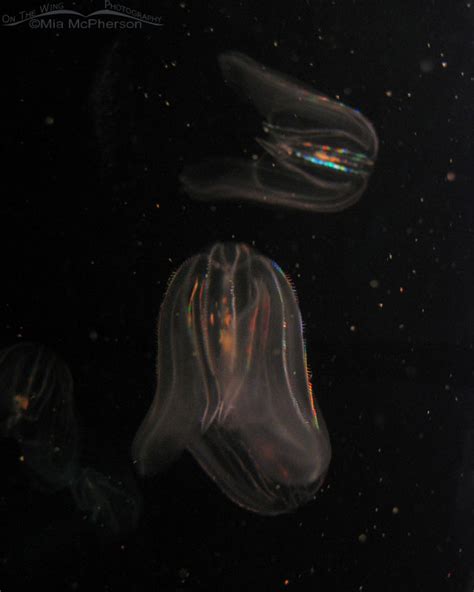 Bioluminescent Comb Jellyfish – Mia McPherson's On The Wing Photography