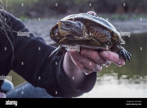 Western Pond Turtle (Actinemys marmorata) in the Emydidae family, the ...