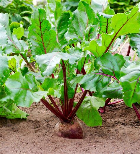 Beet plant. Beets growing stock image. Image of food - 157736971