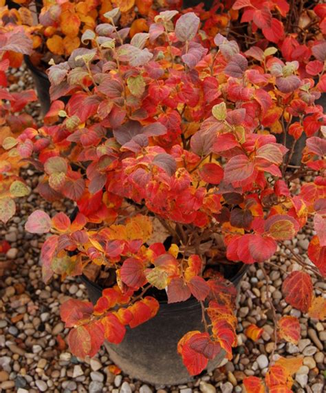 Fothergilla Fiesta | The World's Best Gardening Blog