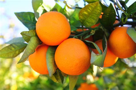 Four Tips for Orange Tree Plant Care - Blooming Desert Pools & Landscape