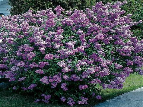 10 Ideal Evergreen Shrubs for Morning Sun and Afternoon Shade