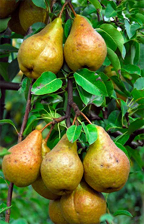 Pineapple Pear Tree | Standard Select Pear Trees | Willis Orchards