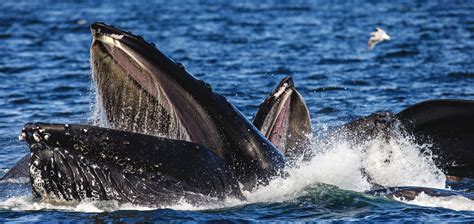 5 Fascinating Humpback Whale Feeding Strategies | Wildlife