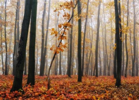 Premium Photo | Autumn forest in fog