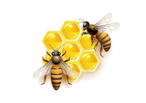 Yellow Honey Bee Transparent PNG | PNG Mart