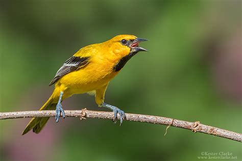 Yellow Oriole - Kester Clarke Wildlife Photography