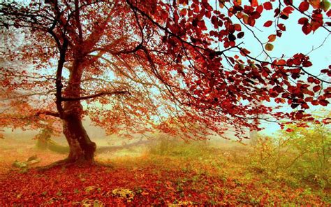 HD Autumn Fog Wallpaper | Download Free - 48709