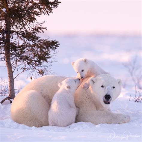 Adorable polar bear family : r/hardcoreaww