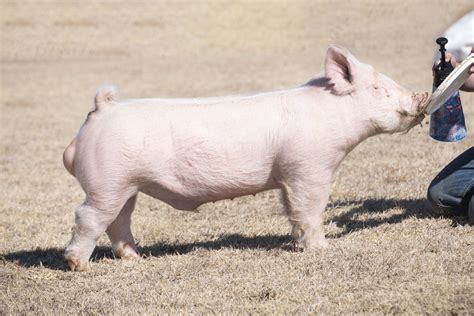 Albino Rhino — Winter Livestock & Feed