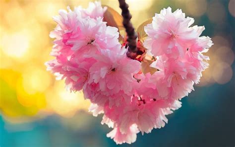 heart, Bloom, Love, Heart, Flowers, Nature, Spring Wallpapers HD ...