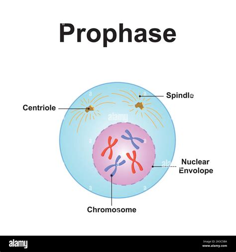 Interphase Labeled