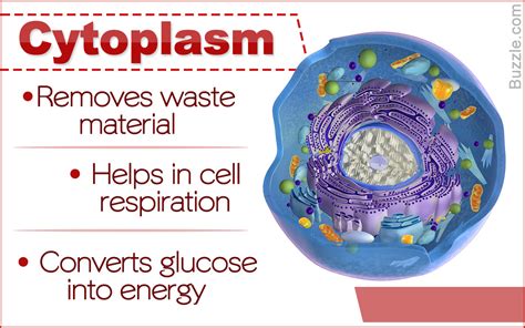 Cytoplasm Diagram And Function 16 Cytoplasm Functions