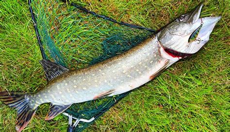 10 Best Muskie Lures In 2023 | Reviewed by Fishing Enthusiasts - Globo Surf