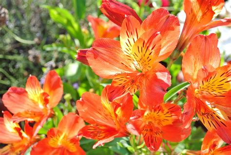 Pictures of Plants with Orange Flowers