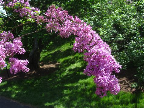 ‘Lilac Sunday’ Rouen Lilac - Arnold Arboretum | Arnold Arboretum