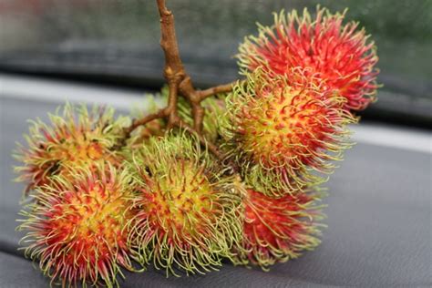 http://agrohias.blogspot.com: Rambutan Merah Dan Rumah F 10 Yang ...