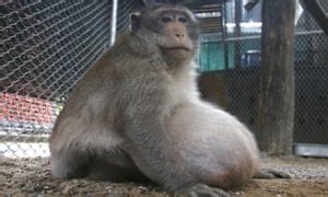 Obese Thai monkey who got big on tourists' junk food placed on strict ...