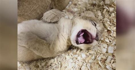 Lincoln Park Zoo sharing photos of 3 new lion cubs - CBS Chicago