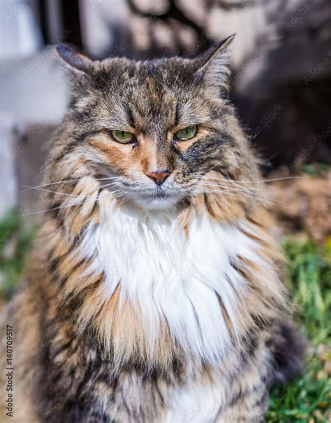 Angry maine coon cat outside with neck ruff and ears back Stock Photo ...