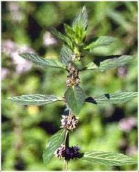 Mentha Arvensis - Podina, Field Mint And Corn Mint From Mother Herbs