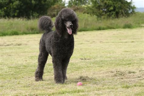 Blue Poodles - They'll Make You The Happiest Person