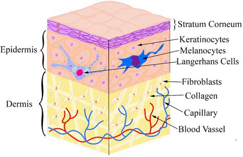 Anatomy Of Epidermis Epidermis Layers Of The Epidermis Skin Structure ...