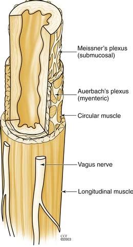 Esophagus Layers Anatomy