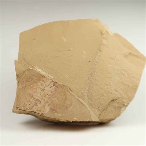 Naraoia arthropod fossils | Buy fossil Arthropods Online UK