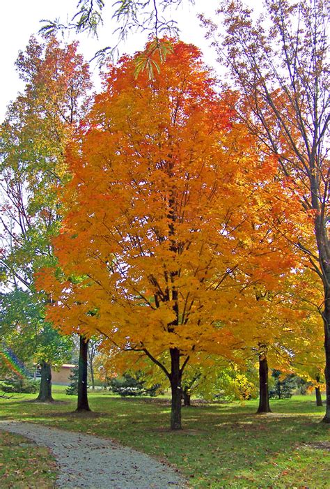 Autumn Maple Tree In Park Free Stock Photo - Public Domain Pictures