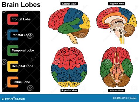 Human Brain Lobes Anatomy Infographic Diagram Cartoon Vector ...