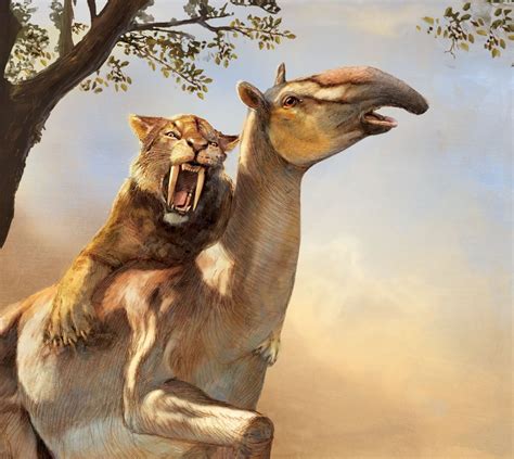 Saber-toothed cats were surprising heavyweights