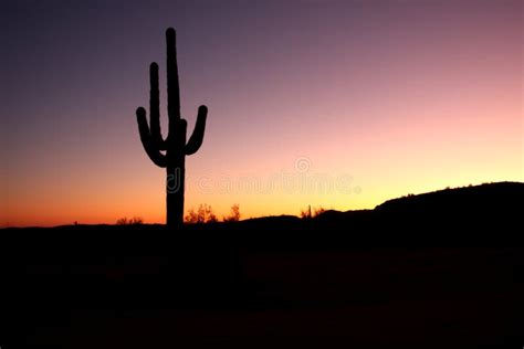 Saguaro Cactus Isolated at Sunset Stock Image - Image of landscape ...