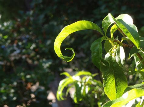 Fibonacci leaf Photograph by Canyon Cassidy | Fine Art America