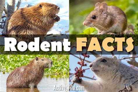 Rodent Facts: The Ultimate Guide To Rodents - Characteristics & Types