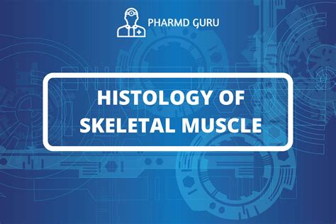 54. HISTOLOGY OF SKELETAL MUSCLE - PHARMD GURU